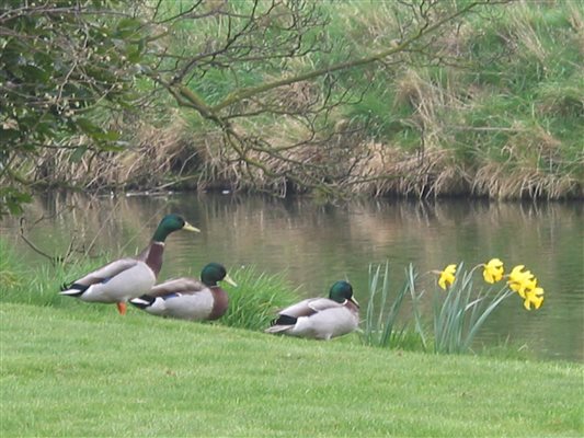 ducks enjoying the moat